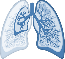 Lungs of a premature baby vs lungs of a full-term baby